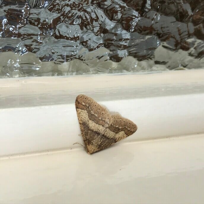 Kijkersvraag: wie weet of dit een motvlinder is - Foto: Ingezonden foto