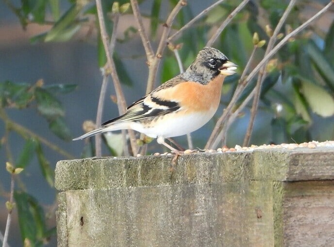 Vogels spotten - Foto: Ingezonden foto