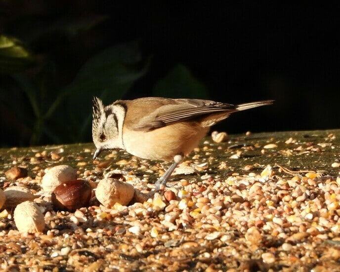 Vogels spotten - Foto: Ingezonden foto