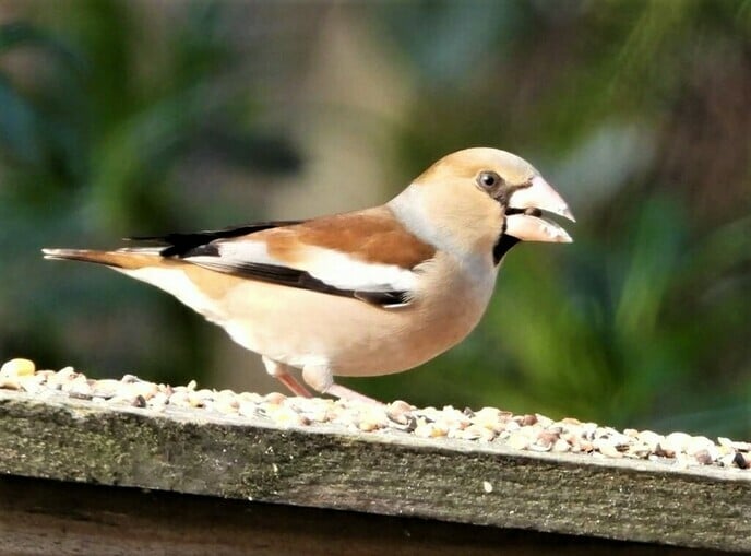 Appelvink - Foto: Ingezonden foto