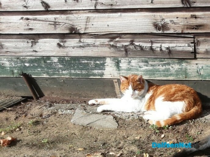 Heeft iemand Japie gezien?? - Foto: Ingezonden foto