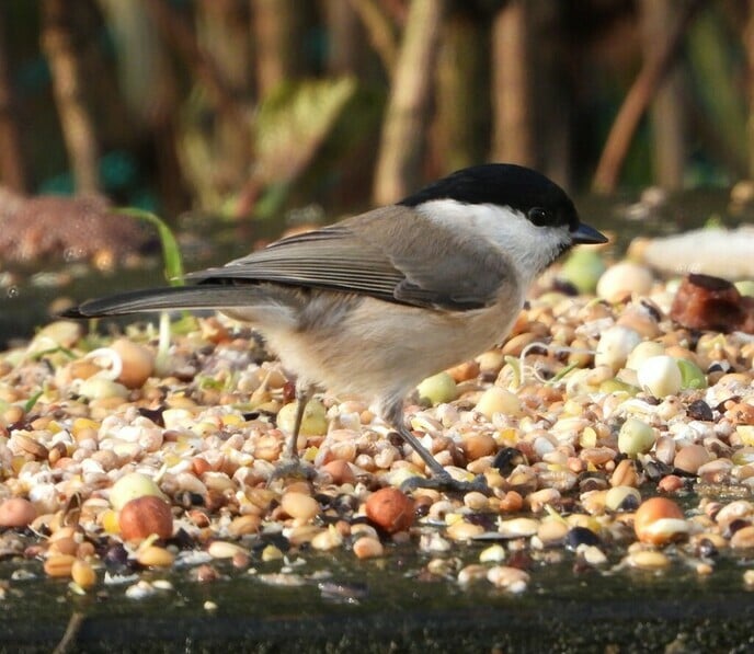 Vogels spotten - Foto: Ingezonden foto