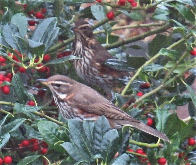 Koperwiek - Foto: Gruune Jopie