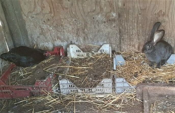 Kniene op de eier - Foto: Gruune Jopie
