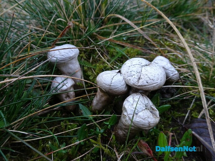 Paddestoelen zijn vroeg - Foto: Ingezonden foto