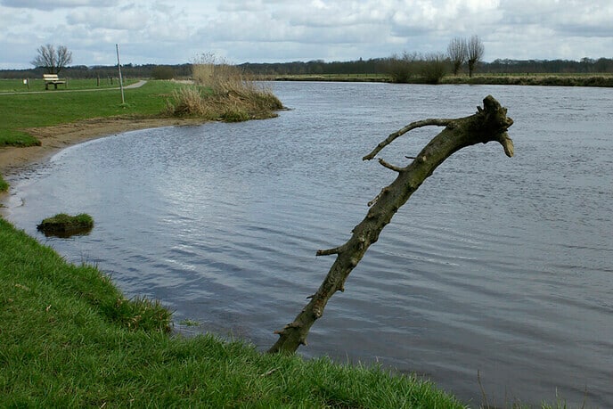 Wat is de bedoeling van deze grote tak? - Foto: Paul Scholten