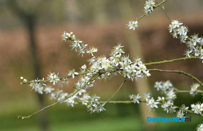 Welkom lente - Foto: Johan Bokma