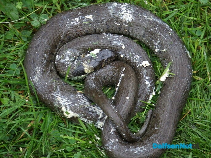 Red de ringslang met een broeihoop - Foto: Wim