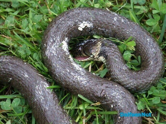 Red de ringslang met een broeihoop - Foto: Wim