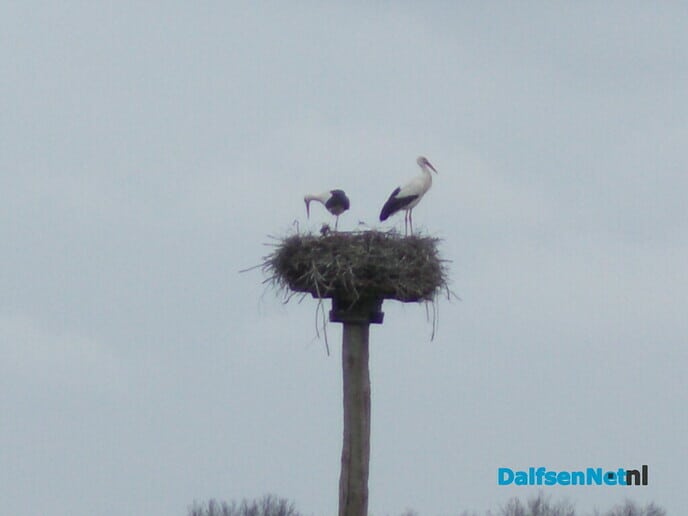 Ooievaars weer druk bezig