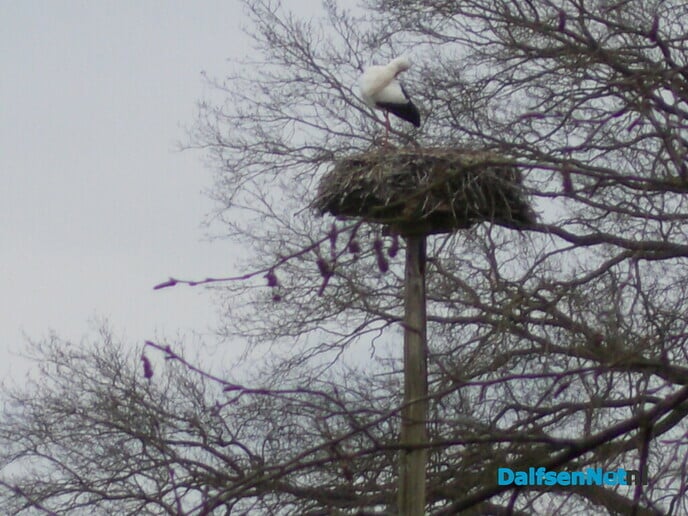 Ooievaars weer druk bezig
