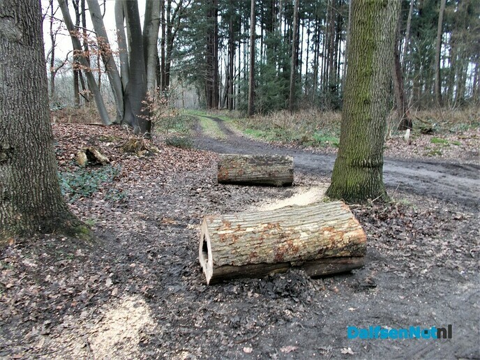 Boomstammen bij de Bergerallee