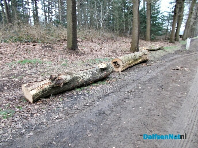 Boomstammen bij de Bergerallee