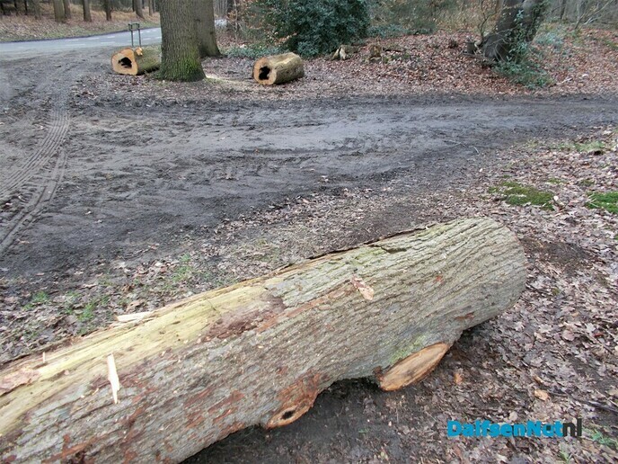 Boomstammen bij de Bergerallee