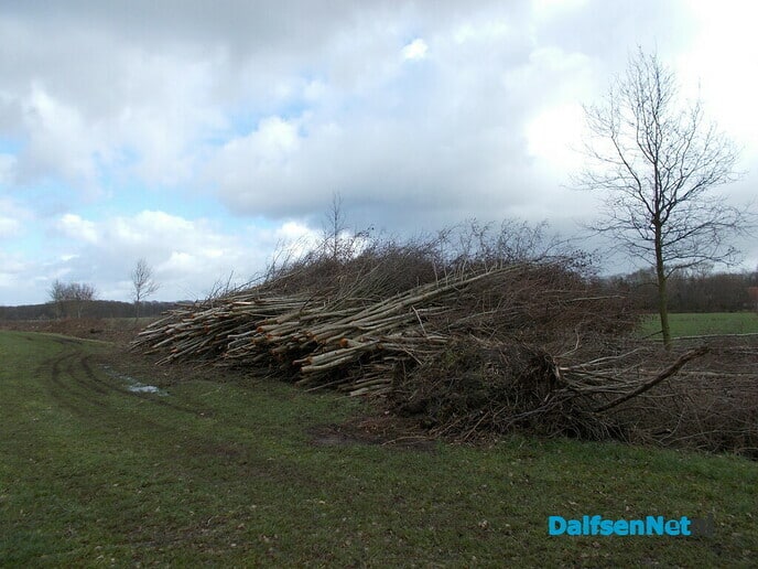 Snoeien aan de Blauwe dijk