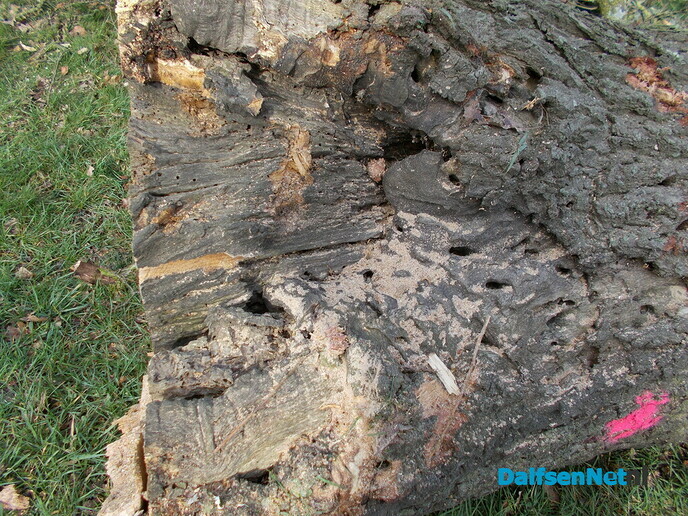 Bomen Rechterensedijk veel slechter dan verwacht