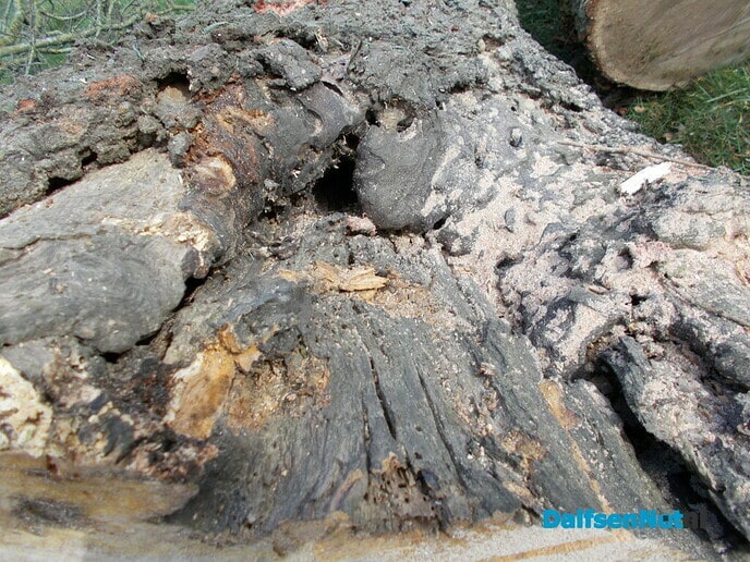 Bomen Rechterensedijk veel slechter dan verwacht