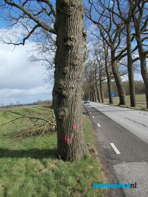 Bomen Rechterensedijk veel slechter dan verwacht