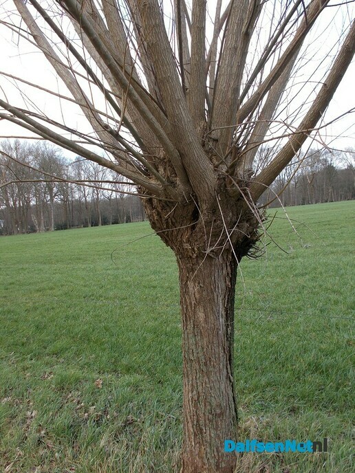 Knotwilgen
