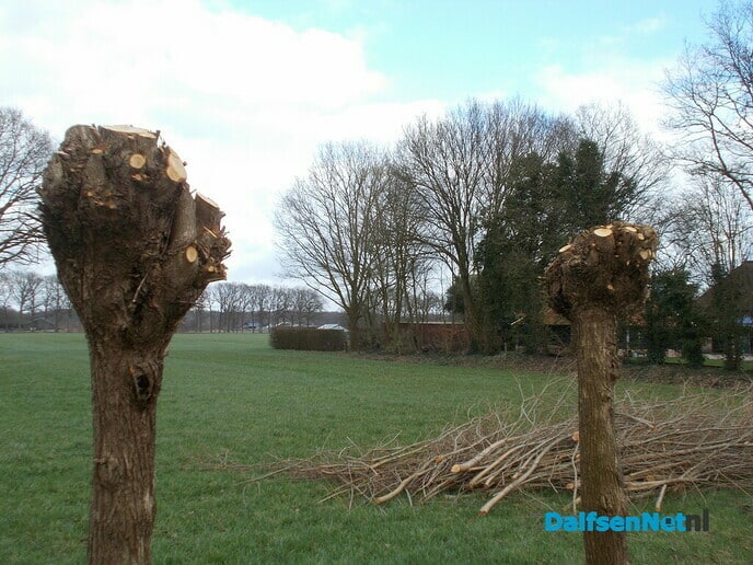 Knotwilgen