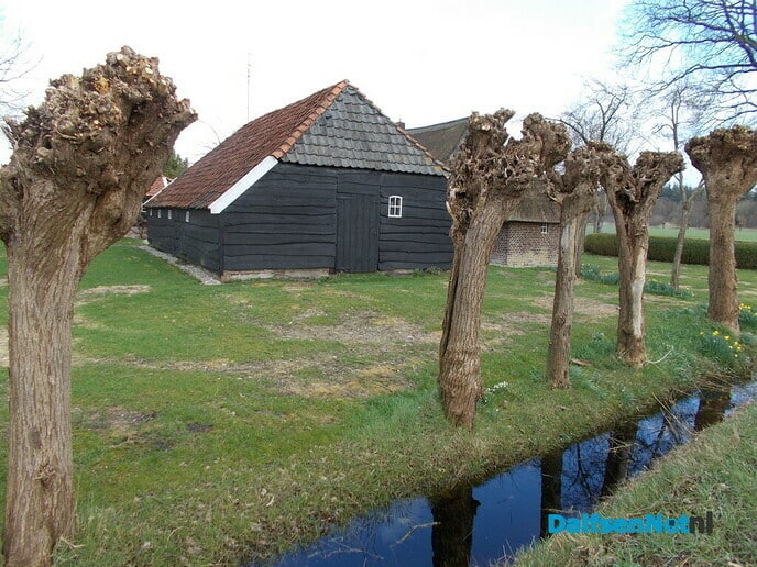 Knotwilgen