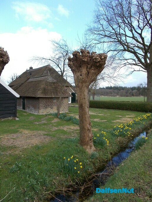 Knotwilgen