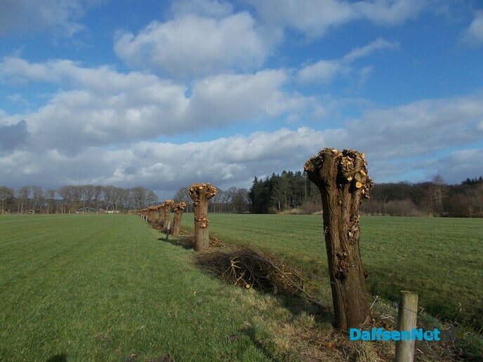 Knotwilgen