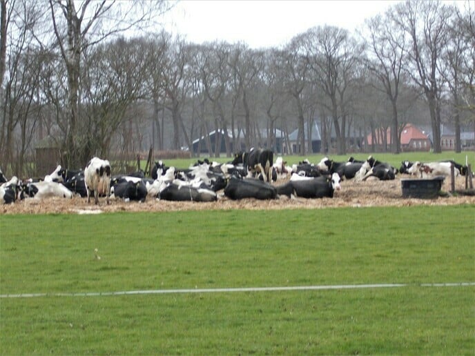 Koeien op matrassen aan het zonnebaden?