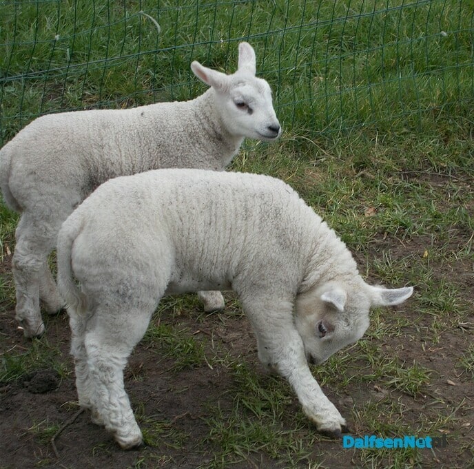 Hoonhorster dierenvriend heeft na al 27 lammeren