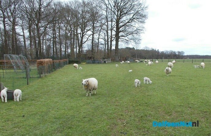 Hoonhorster dierenvriend heeft na al 27 lammeren