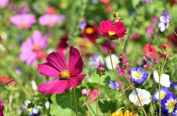 Een bloeiende tuin in de zomer? Zaai alvast bloemzaden