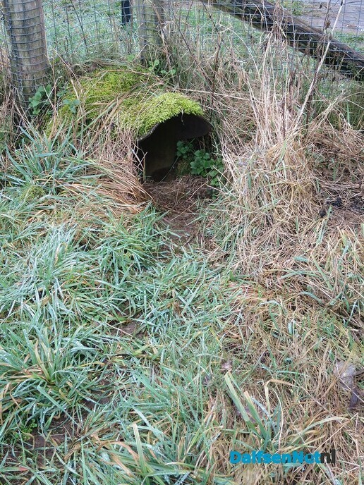 Ottersporen in de Emmertochtsloot bij Hoonhorst - Foto: Wim