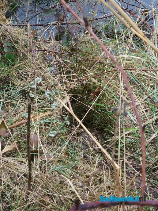 Ottersporen in de Emmertochtsloot bij Hoonhorst - Foto: Wim