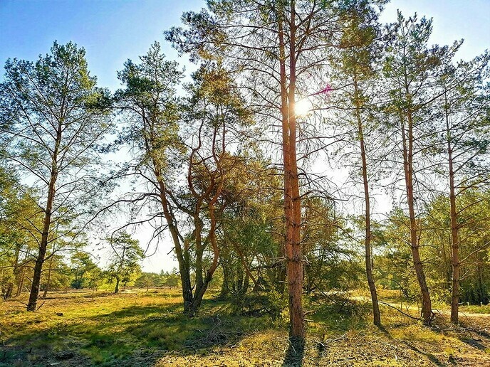 Luisterend over de natuurbegraafplaats