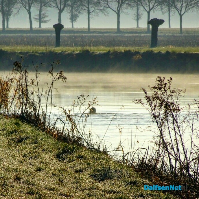 Winterzwemmen - Foto: Ingezonden foto