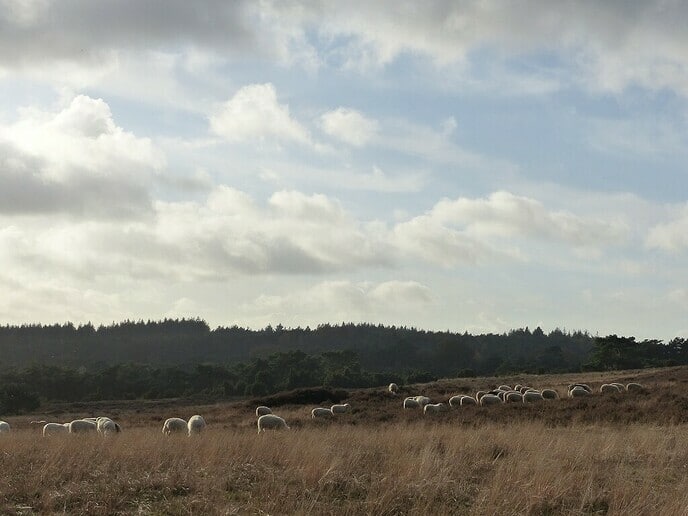 300 extra schapen ingehuurd Lemelerberg - Foto: Ingezonden foto