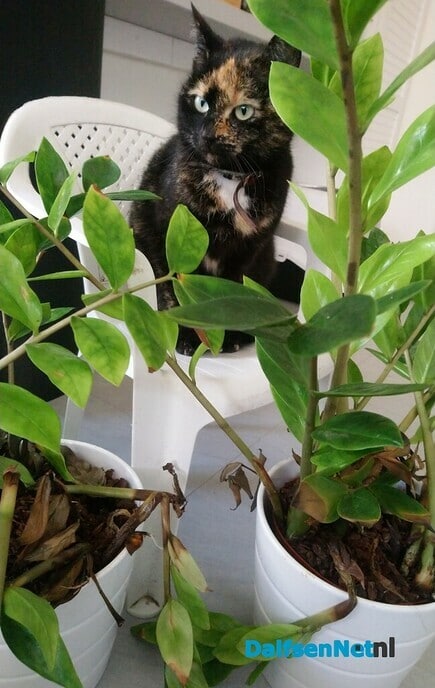 Kat vermist - Foto: Ingezonden foto