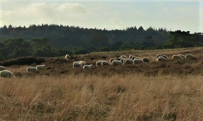 300 extra schapen ingehuurd Lemelerberg