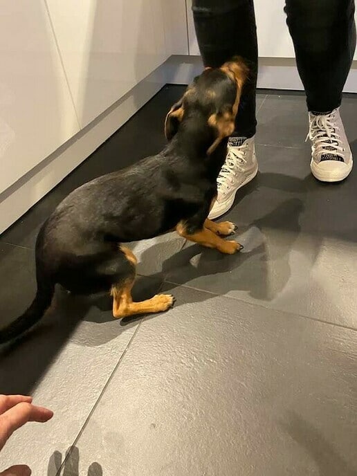 Van wie is dit hondje? met update - Foto: Ingezonden foto