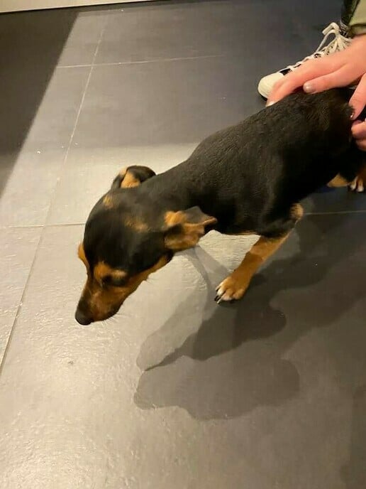 Van wie is dit hondje? met update - Foto: Ingezonden foto