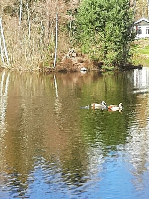 Voorjaar - Foto: Ingezonden foto