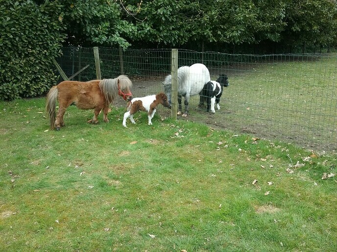Ini Miny pony krijgt nu zelf een veulentje - Foto: Ingezonden foto