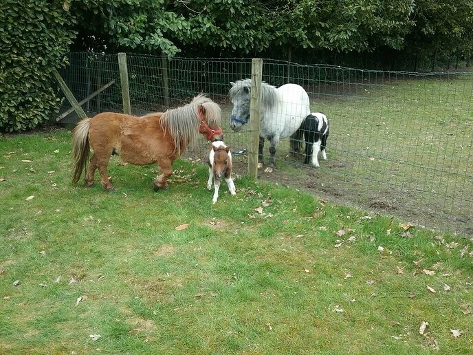 Ini Miny pony krijgt nu zelf een veulentje - Foto: Ingezonden foto