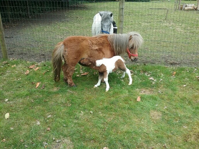 Ini Miny pony krijgt nu zelf een veulentje - Foto: Ingezonden foto