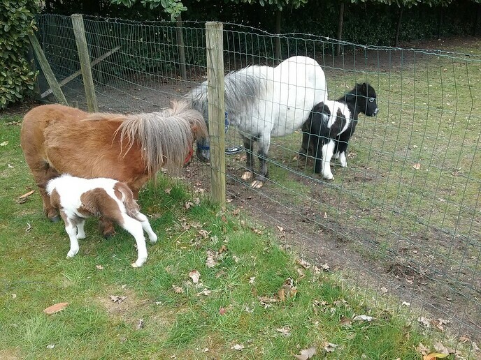 Ini Miny pony krijgt nu zelf een veulentje - Foto: Ingezonden foto