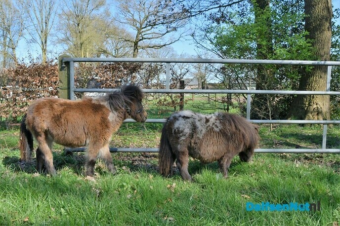 Twee pony’s aangetroffen aan de Oosterdalfsersteeg - Foto: Johan Bokma