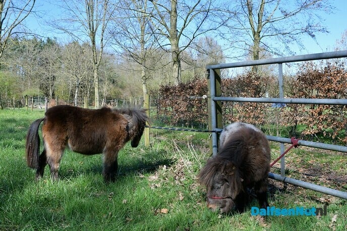 Twee pony’s aangetroffen aan de Oosterdalfsersteeg - Foto: Johan Bokma