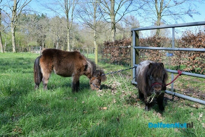 Twee pony’s aangetroffen aan de Oosterdalfsersteeg - Foto: Johan Bokma