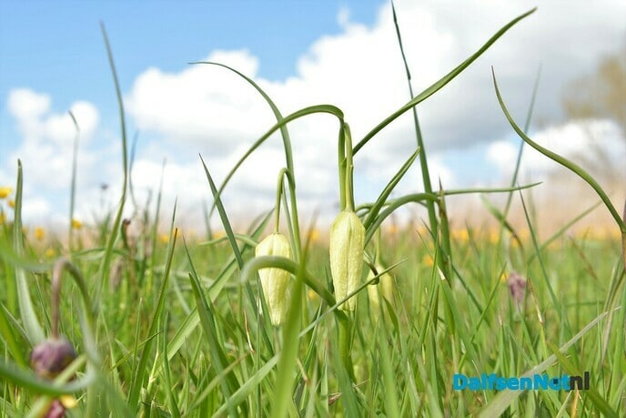 Kievitsbloemen in beeld - Foto: Johan Bokma