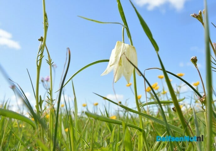 Kievitsbloemen in beeld - Foto: Johan Bokma